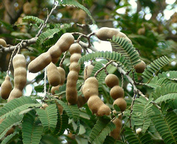 cacia Tree Fruit