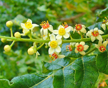 Frankincense Tree